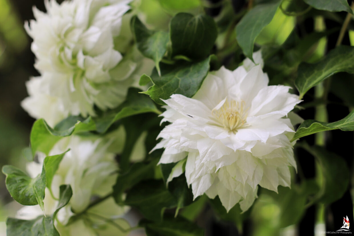 Duchess of Edinburgh Clematis