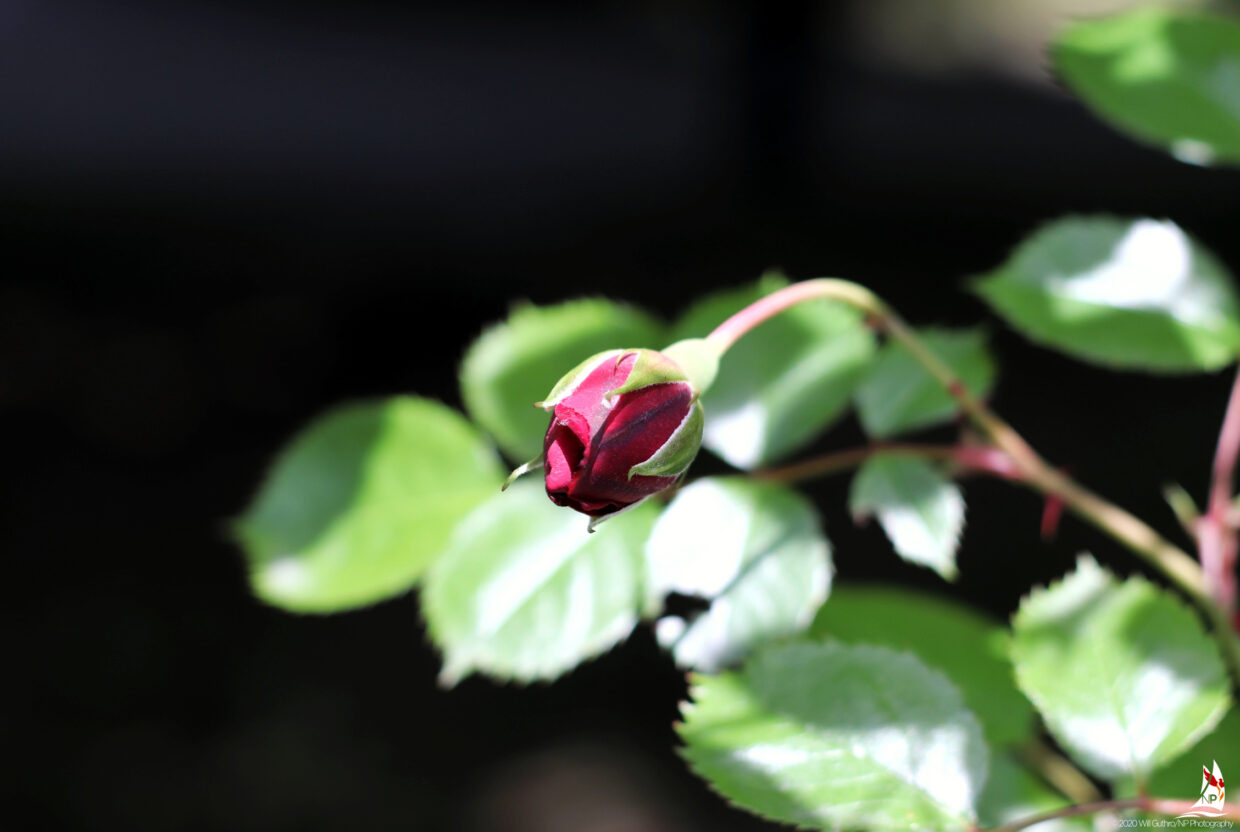 Rose in Waiting