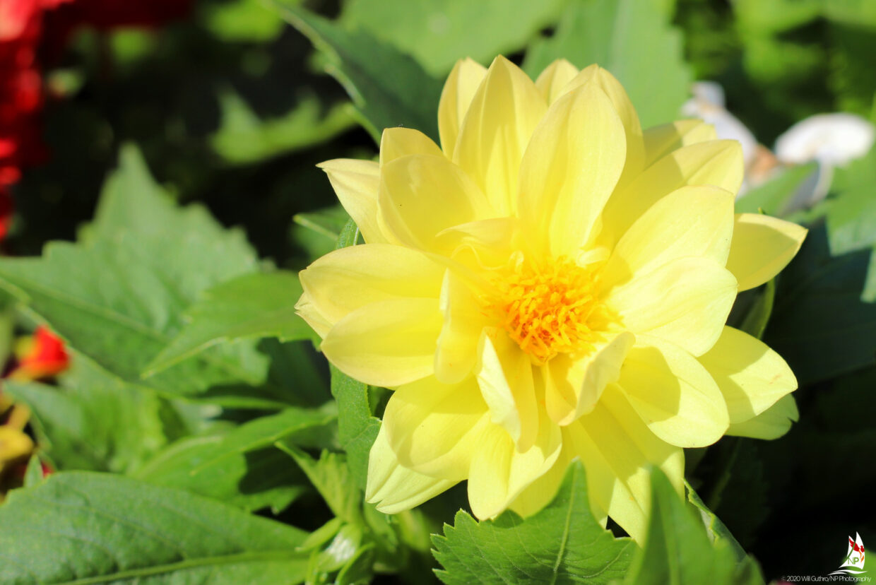 Morning Yellow Clematis