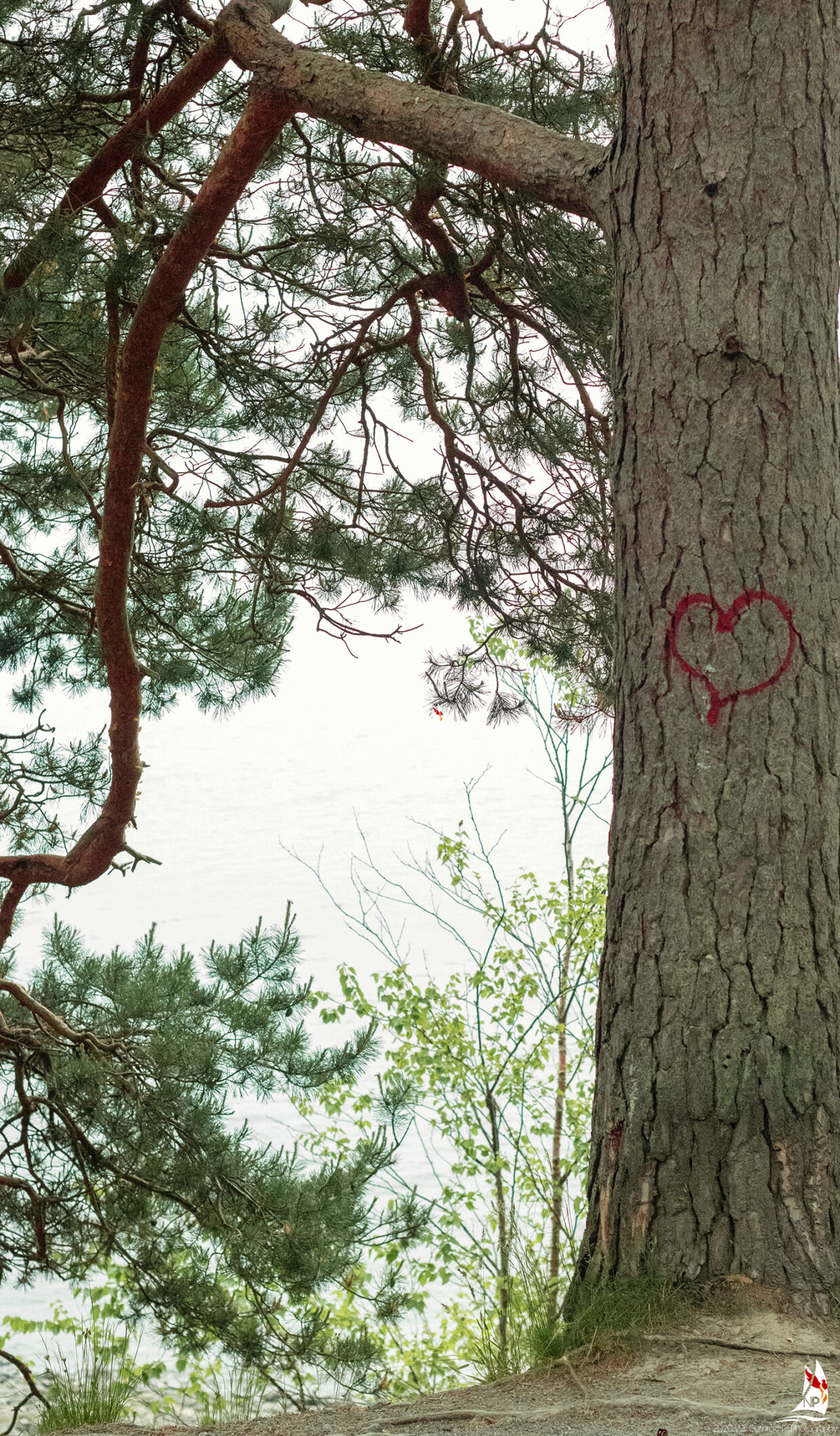 The Tree with a Heart