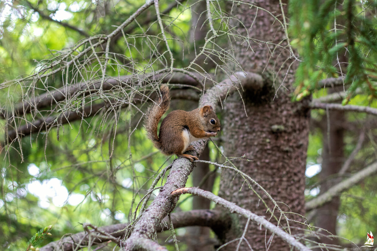 Red Squirrel