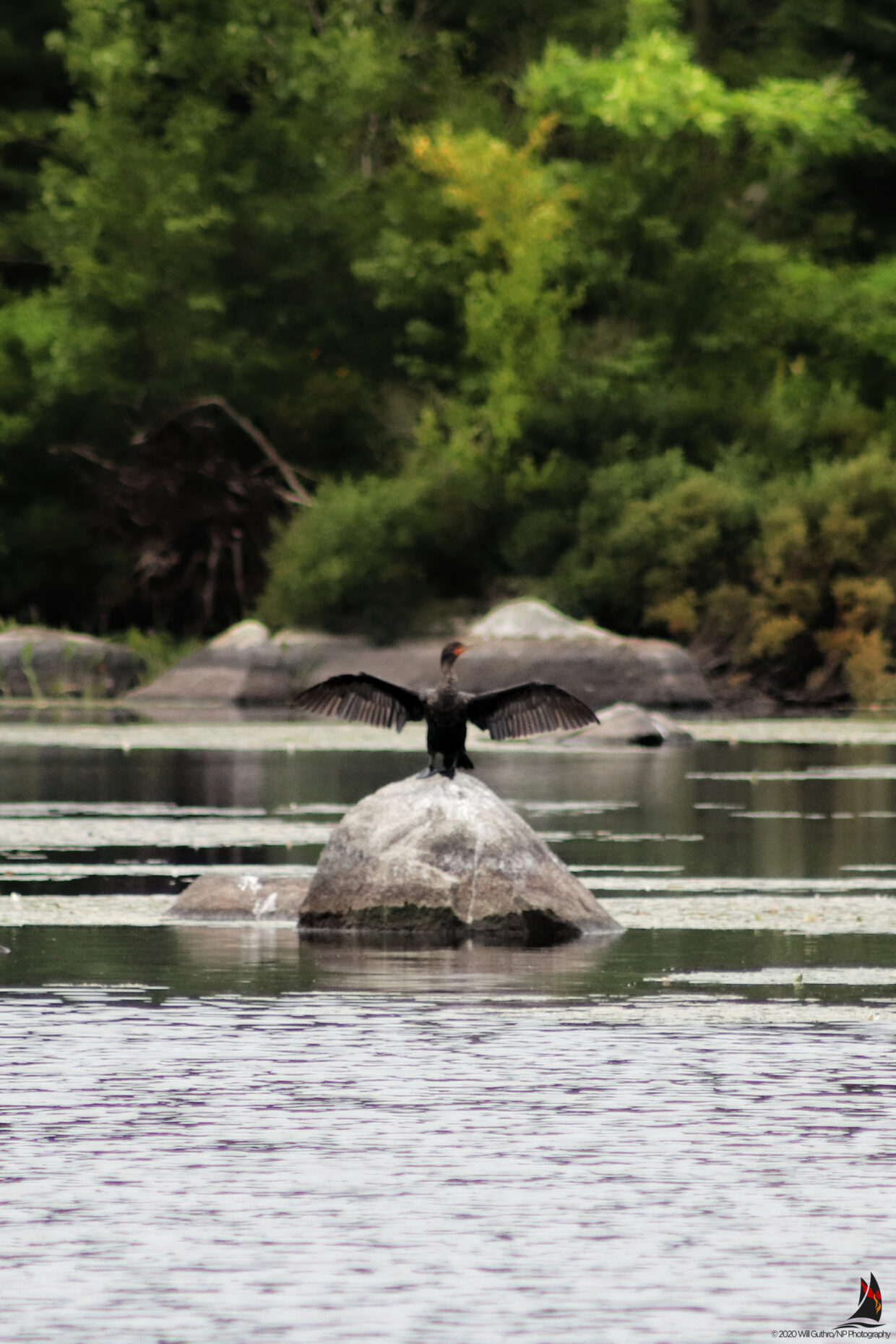 Cormorant