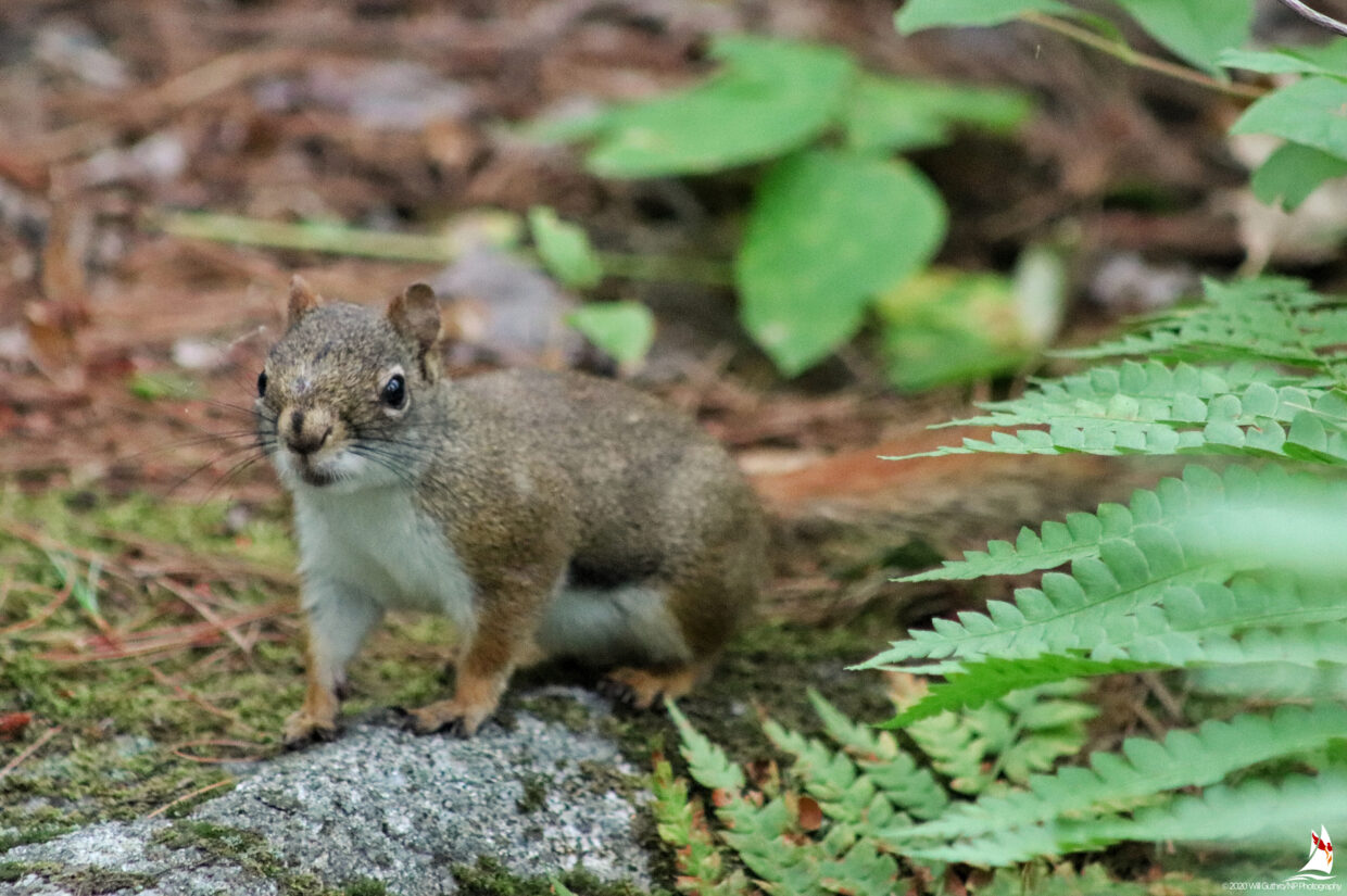 Red Squirrel