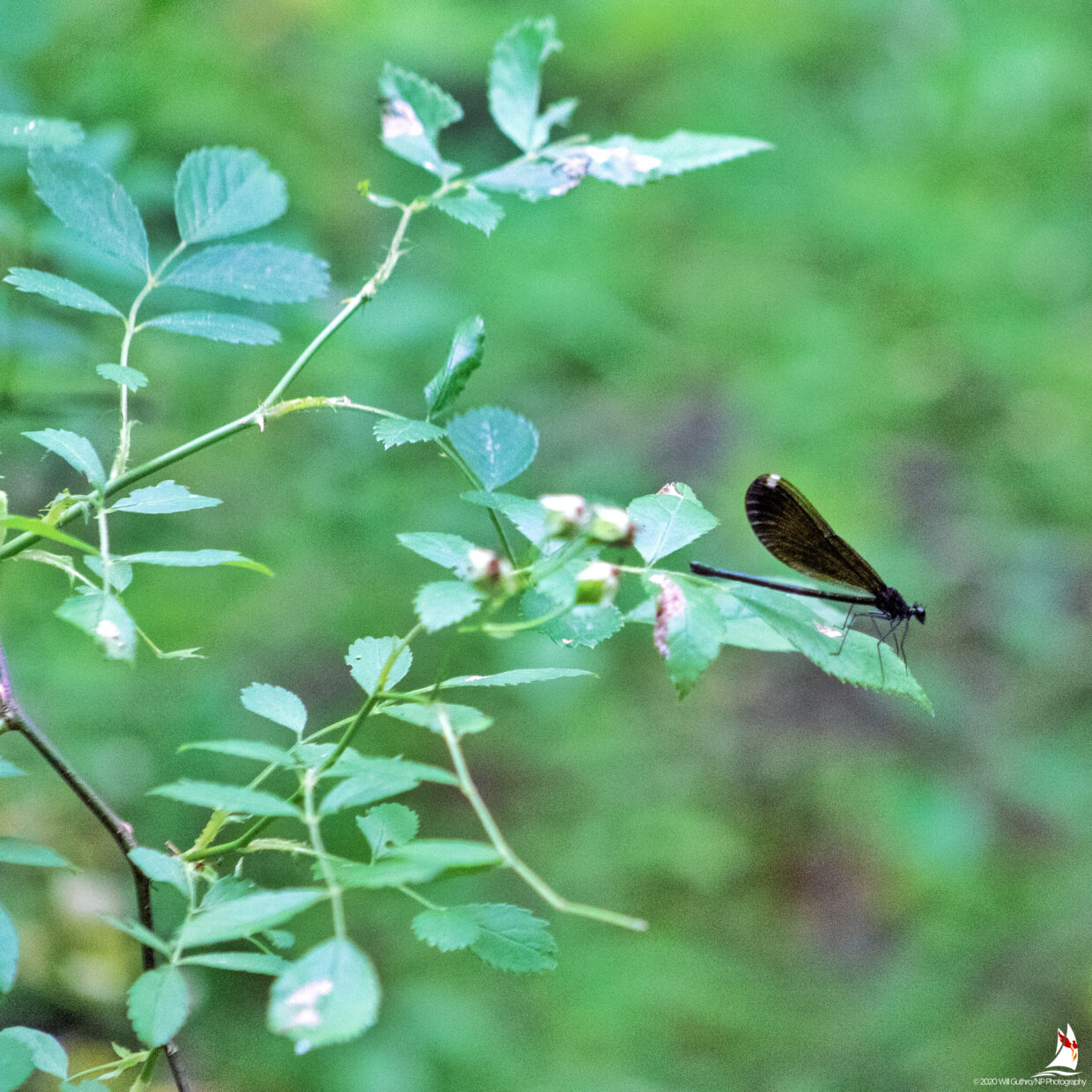 Ebony Jewelwing