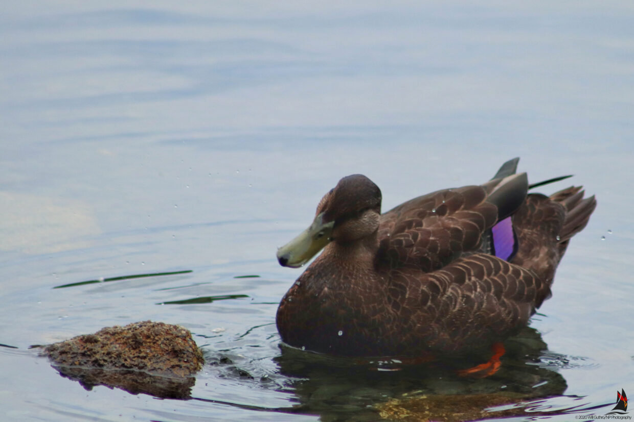 Mallard