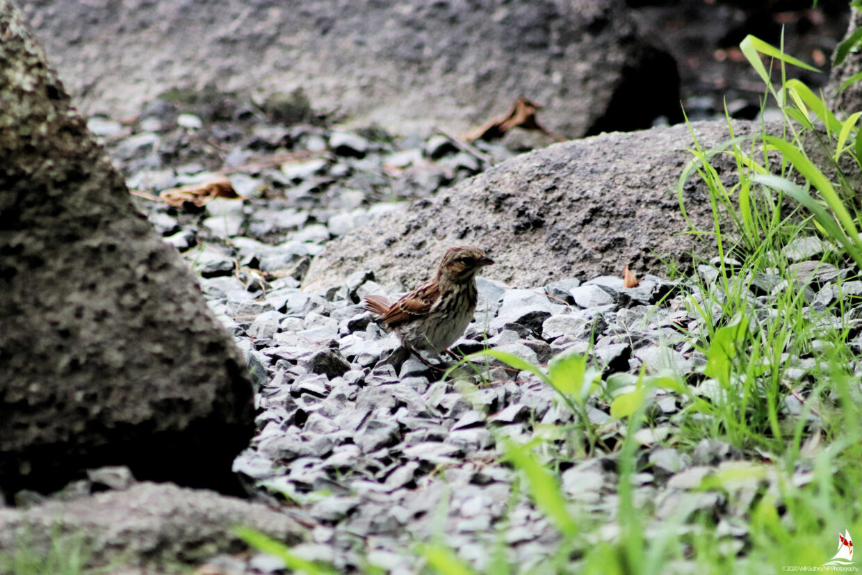 Longspur