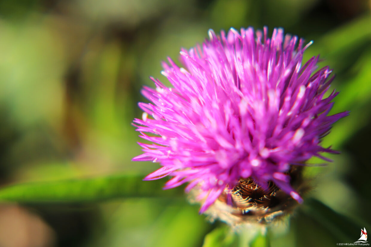 Thistle