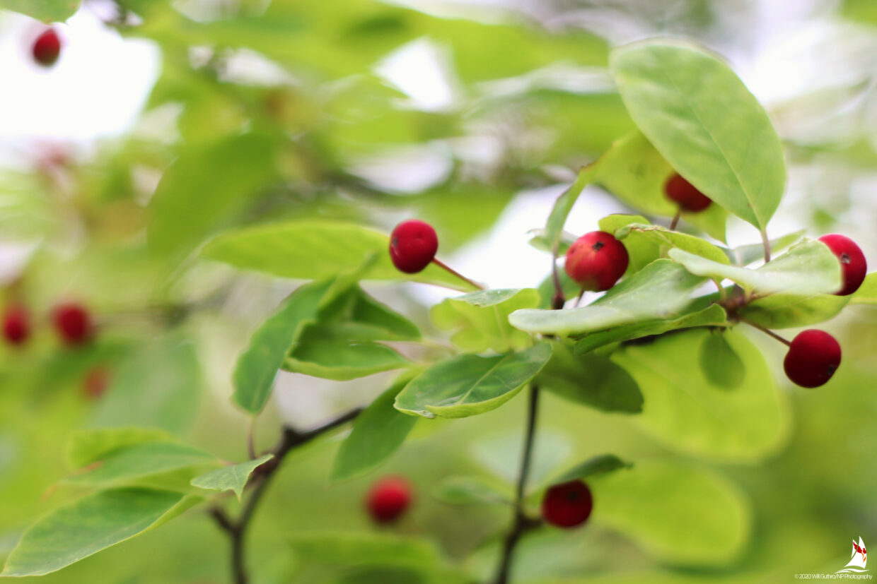 Red Berries